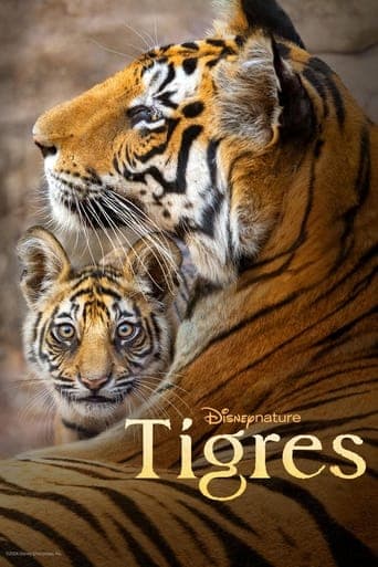 Affiche de Tigres