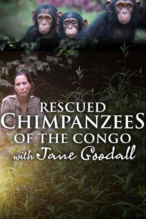 Affiche de Rescued Chimpanzees of the Congo with Jane Goodall