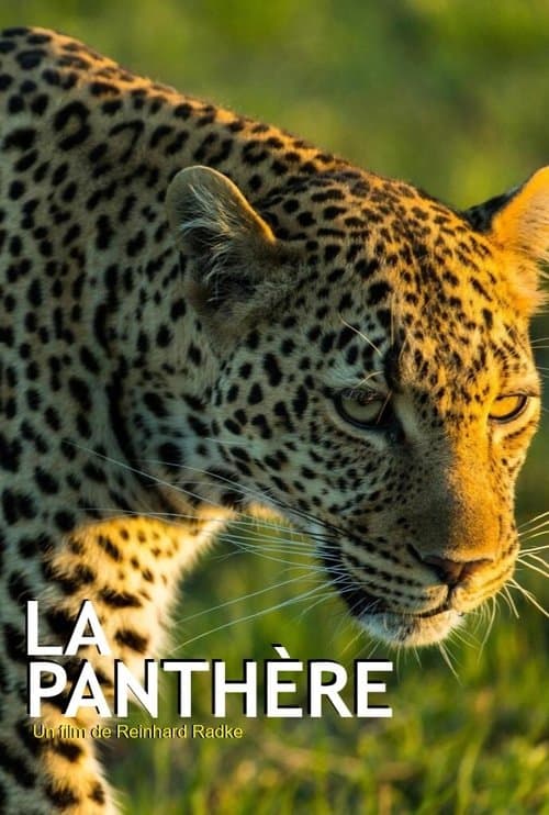 Affiche de La Panthère