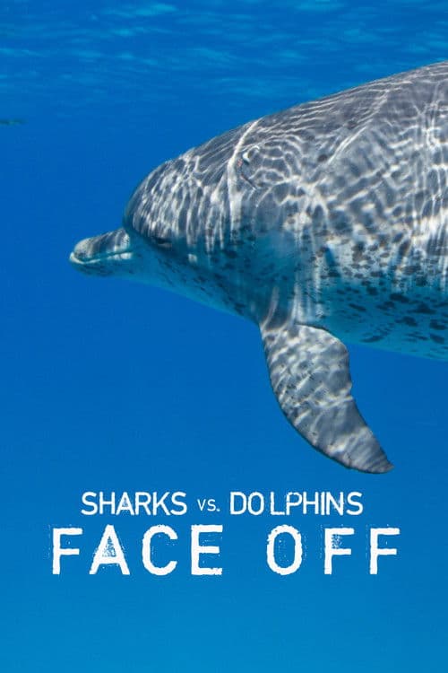 Affiche de Requins vs dauphins
