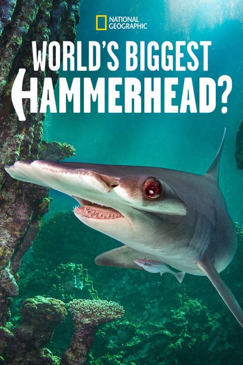 Affiche de World's Biggest Hammerhead?